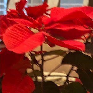 Meet your Posher, Royce